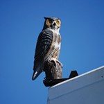 View Bird Barrier: Screech Owl