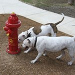 View Fire Hydrant