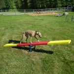 View Dog Teeter Totter