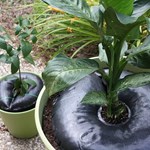 View TreeDiaper® - Indoor Plant Hydration System