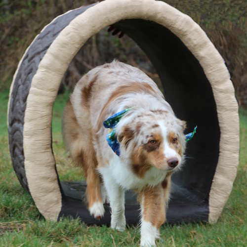 CAD Drawings BIM Models Dog-ON-It-Parks Dog Through the Log