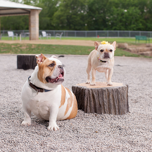 CAD Drawings BIM Models Dog-ON-It-Parks Little Stump Jump