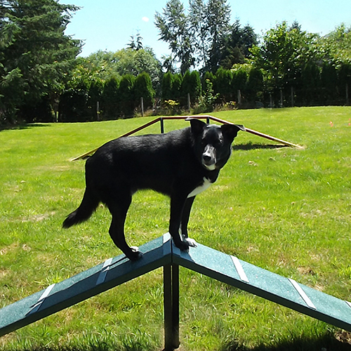 CAD Drawings BIM Models Dog-ON-It-Parks Corgi Climb