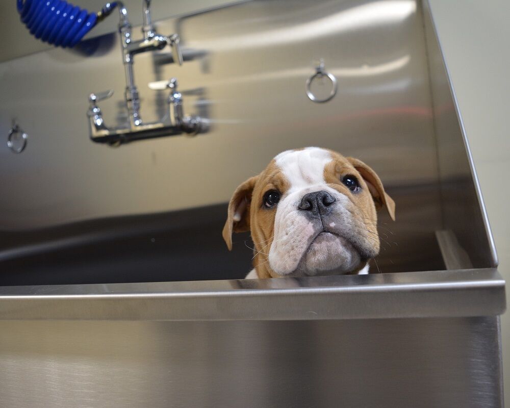 Stainless Steel Dog Grooming Sinks Caddetails