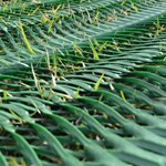 View Grass Protection Mesh (GPM)
