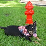 View Dog Park Budget Fire Hydrant (PAWP101)
