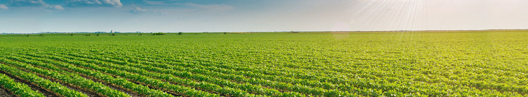 Jain Irrigation Systems Ltd.