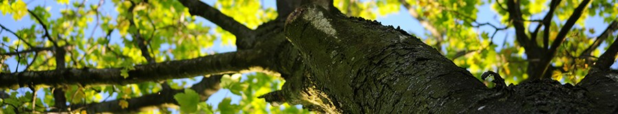 Tree Stake Solutions LLC