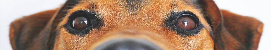 Bathtubs For Pets Bathtubs For Pets